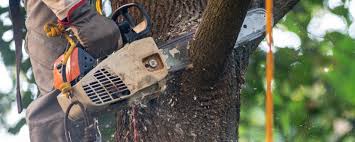 Lawn Pest Prevention in Woodlawn, MD