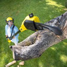 Best Lawn Renovation and Restoration  in Woodlawn, MD