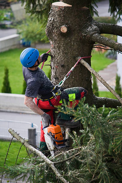 Woodlawn, MD Tree Removal Company