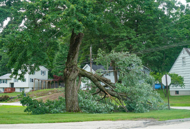 Best Lawn Drainage Solutions  in Woodlawn, MD