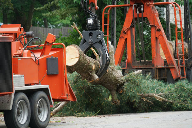 Best Fruit Tree Pruning  in Woodlawn, MD